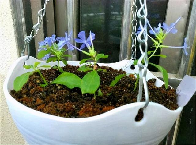 四季开花的植物，四季开花的6种植物（5种四季开花的植物）