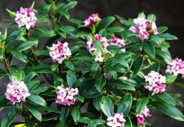 耐阴最好养的花卉，这30种耐阴花