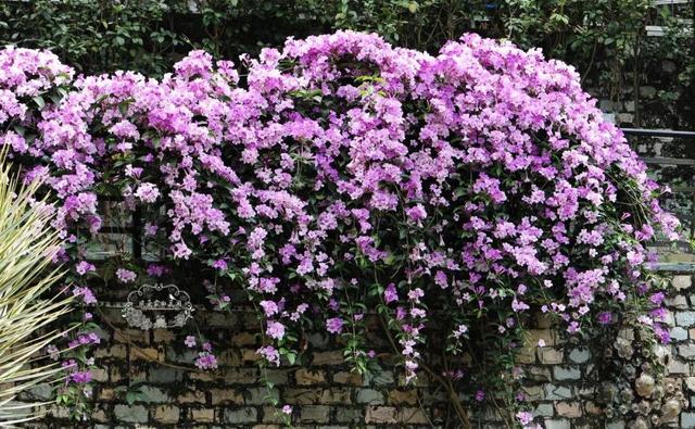 庭院中种什么爬藤花，院子里如果想搭设花廊架