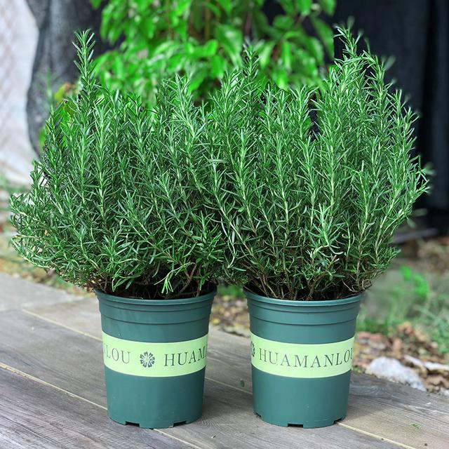 最适合家庭净化空气的花，17种公认的养人花