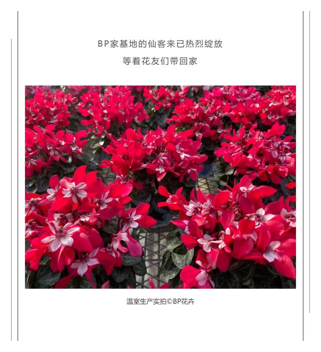 准备好迎接兔精灵，仙客来什么时候开花花期多长时间