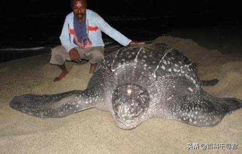 龟类体型排名，全球乌龟排行榜，十大排名