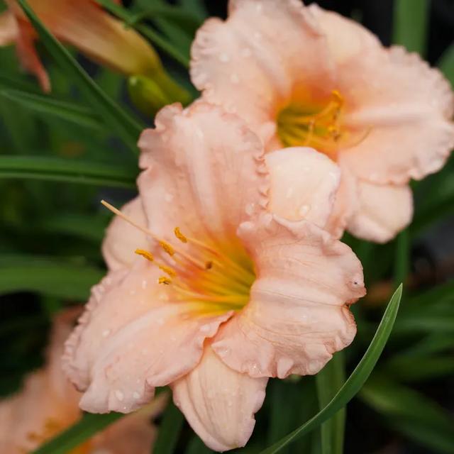 球根植物有几种，海妈园艺课堂干货向