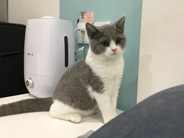 小猫几个月打疫苗，小猫一般几个月可以打疫苗（小猫多大开始打疫苗）