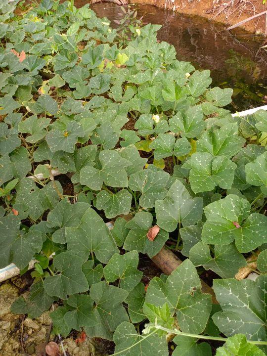 为什么很多人去印尼打工，记录印尼打工生活点滴