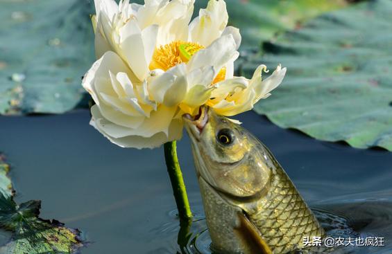 为什么不能吃鲤鱼，鲤鱼为什么不宜吃（但南方人几乎不吃）