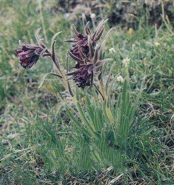 农村的这种野草大家认识吗，老人称“肿瘤草”