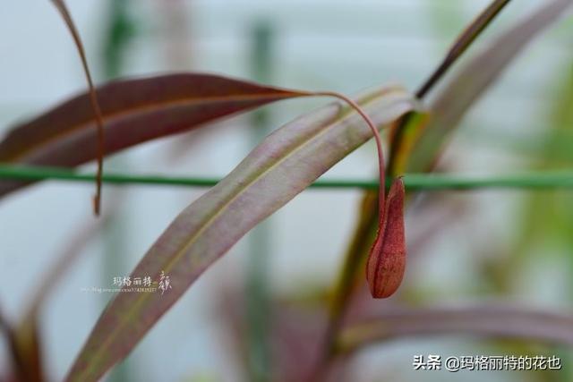 通向死亡的甜蜜诱惑，什么猪笼草是最好养（大量吸食它，可致人瘫痪、死亡）