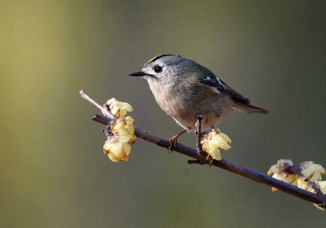 各国国鸟有哪些，世界各国国鸟大全