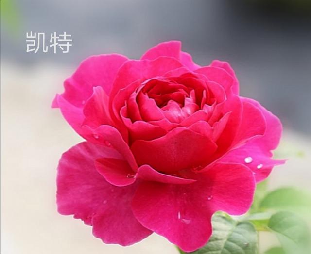 奥斯汀月季哪种最经典，香味浓郁还好养活。香味控别错过