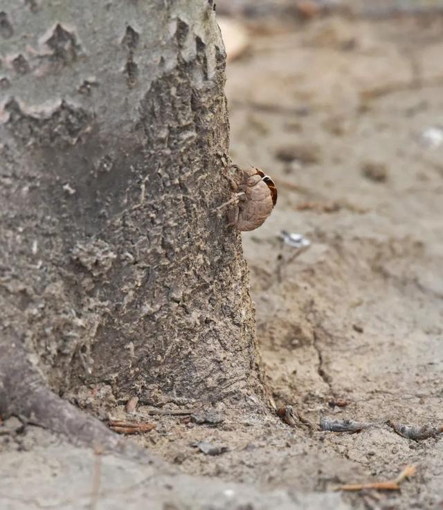 蝉一共有几种种类，青岛当地叫“截流”。主要有三种