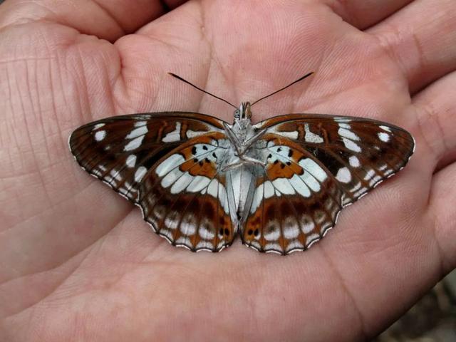 最常见的蝴蝶有哪几种，夏日赏蝶正当时