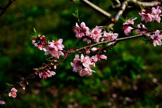 桃核是辟邪还是招鬼，桃子的桃核可以辟邪吗（我的文玩新宠——桃核手串）