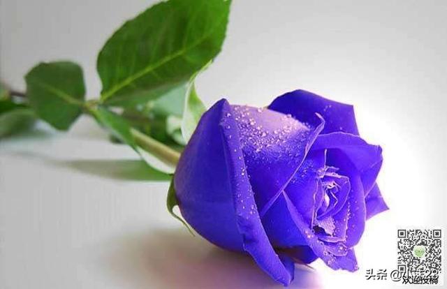 玫瑰花语和寓意，玫瑰花的花语及寓意（解密玫瑰的花语和意义）