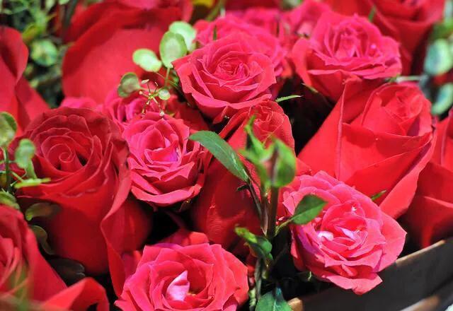 所有国家的代表性花，北美洲国家国花象征代表