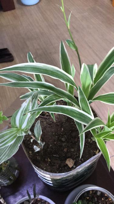  吊兰有几种品种，5种非常特别的吊兰品种