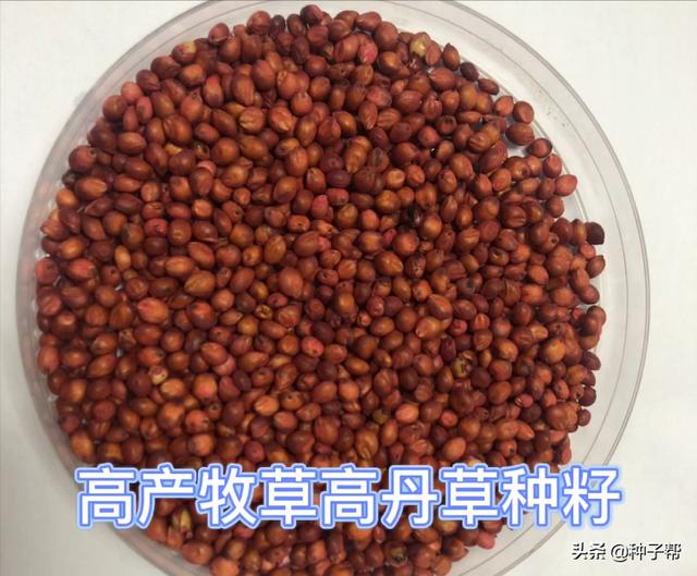 高丹草需要每年种植吗，为什么养殖都种高丹草