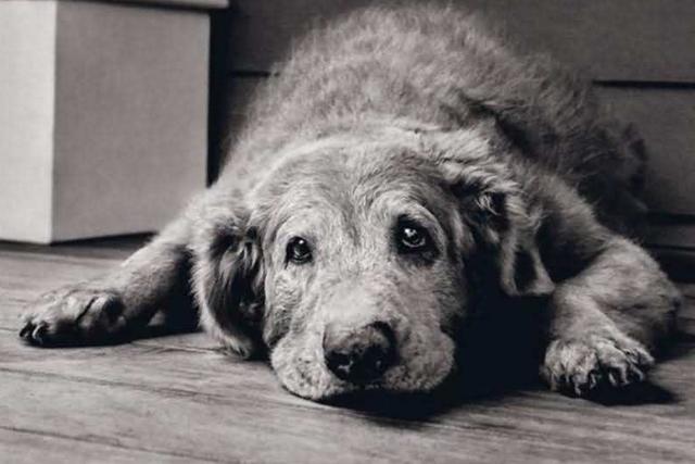 狗狗临终前最希望什么，狗狗临死前最想对你说的五句话（最想对主人说这几句话）