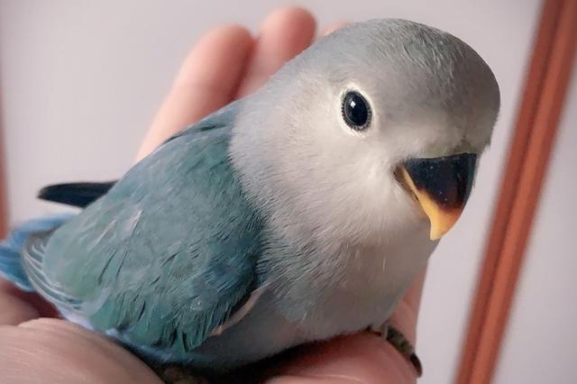 牡丹鹦鹉品种介绍大全，面类牡丹鹦鹉的所有品种