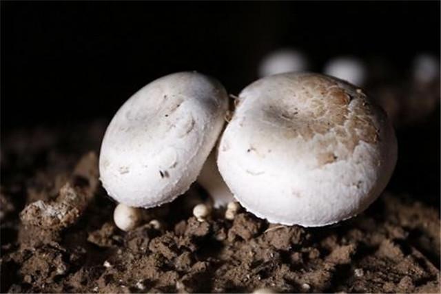 菌菇的栽培技术，蘑菇高效优质栽培技术要点