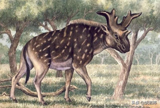 世界最大的淡水哺乳动物，这些动物有一个共同点