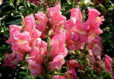 花语代表治愈的花，100种花的花语养养眼