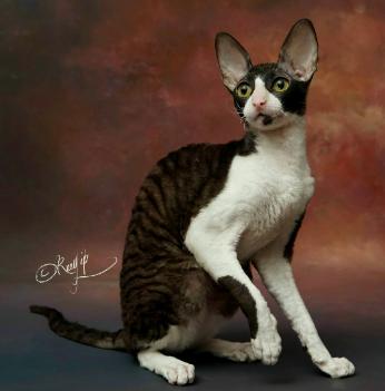 10种最聪明的卷毛猫，人气超高却买不起的猫