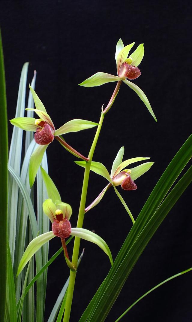 野生兰花五到七月开的是什么兰花，细说5款兰花珍品