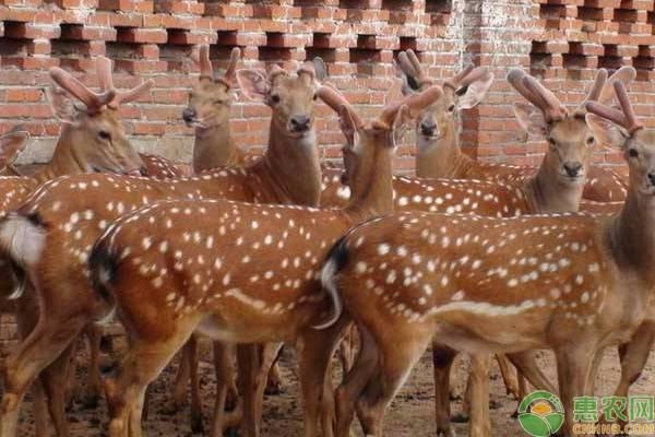 30个经典的农村养殖业致富项目，农村有哪些特色养殖项目