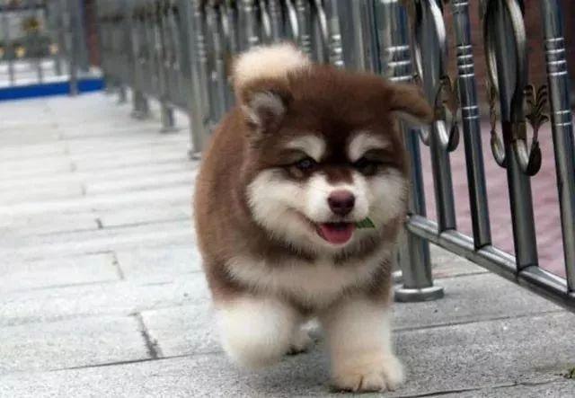 阿拉斯加犬小时候，狗一般有几个月就长成大狗了（毛茸茸的一团太可爱了吧）