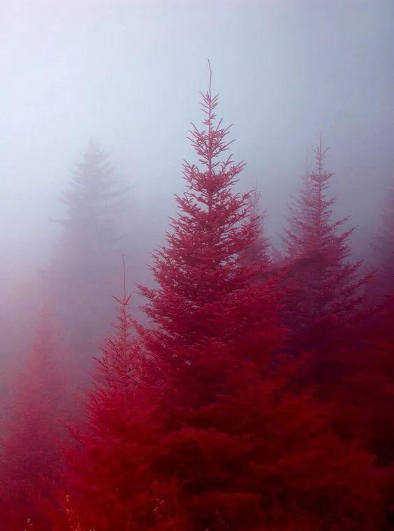 老树长新芽枯木又开花，枯木逢春老树开花