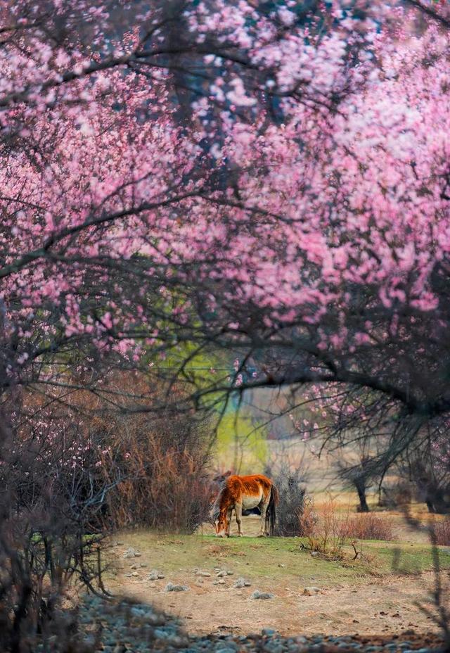 3月旅游的最佳地点，3月去什么地方旅游最好呢（三月份旅游一定要去的六个地方）