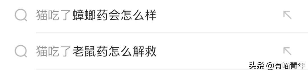 绿萝对猫有毒吗，猫咪吃了一口绿萝