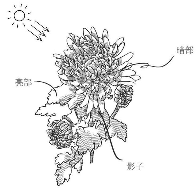 菊花的初学画法，适合零基础学习的菊花三种画法教程