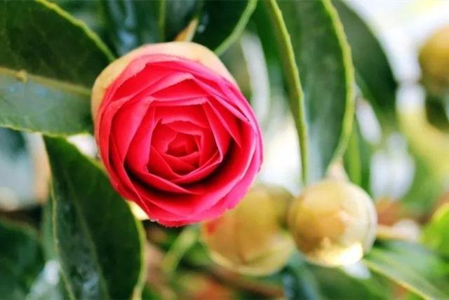 君子兰怎么浇水，君子兰正确浇水原则（这才是最正确的方法）