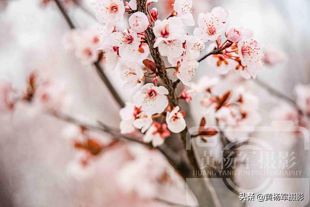 李花什么时候开，南方地区12月到3月开花的时令花卉（又到了赏花的好季节）