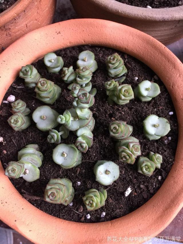 养着省心颜值高又爱长爆盆的多肉，这些多肉大普货