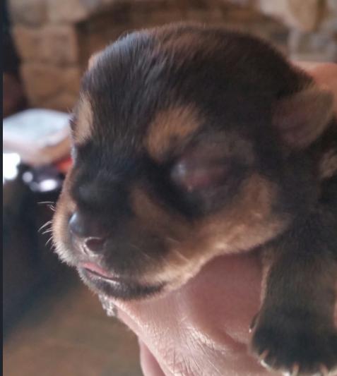 犬结膜炎的症状表现有哪些，什么是初生犬结膜炎