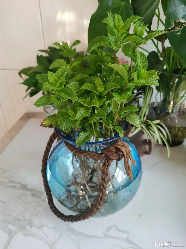 养花换个方法长得更旺，养花小技巧让你从新手到高手