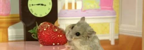 该如何正确的饲养仓鼠呢，教你养护可爱的小仓鼠