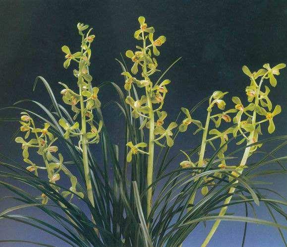 蕙兰老八种哪个是清香型，蕙兰的新八种赏析