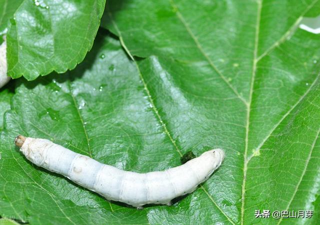 肥胖苗