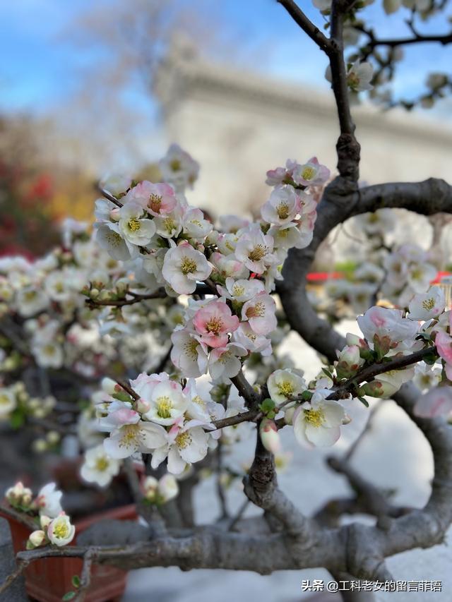 海棠哪个品种最好看，原来海棠有这么多品种