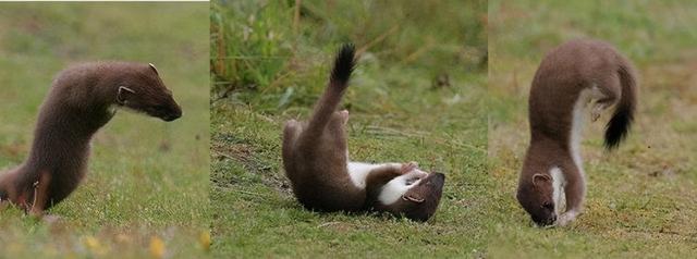 黄鼬真实长相复原图，因皮毛珍贵被人类捕杀