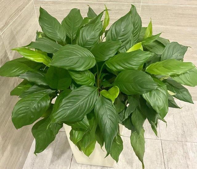 观叶植物的室内摆放，家里盆栽摆放有讲究