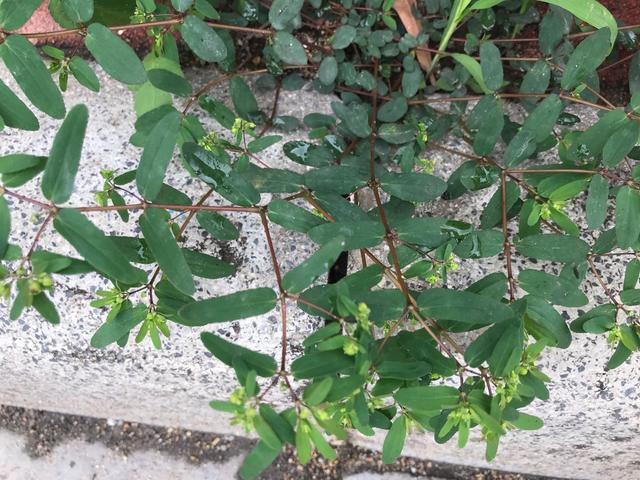 一种草药可以治癣，什么草可以治疗癣疮