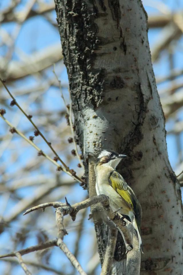 北方春季鸟类不完全图鉴，鸟类介绍（漂亮的鸟儿大合集）