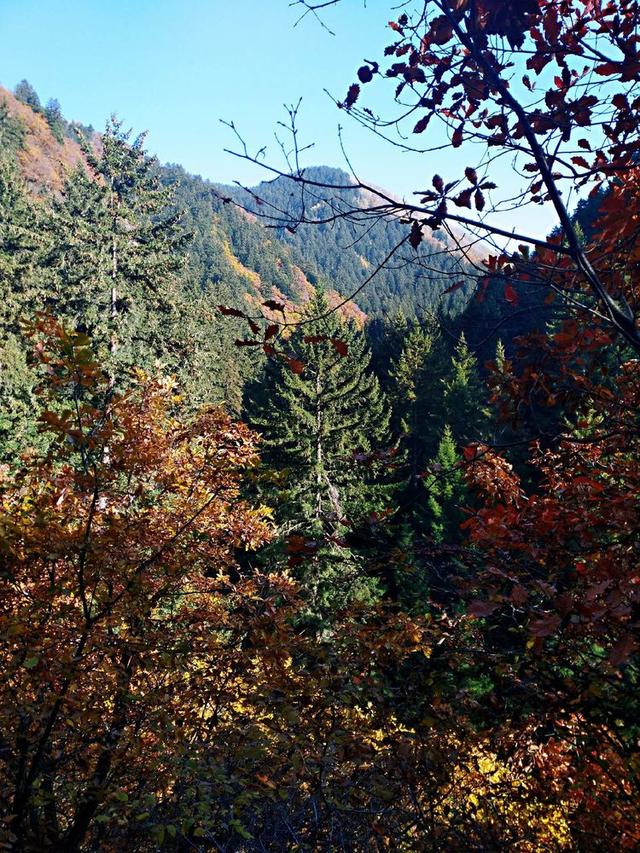 人间仙境满山红叶，原来是峨眉山的树叶红了……