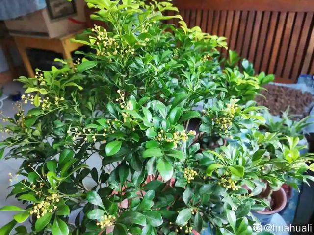 观叶植物的室内摆放，家里盆栽摆放有讲究