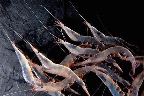 日式料理虾刺身，日本有名的刺身，你喜欢哪一个